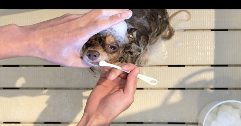 愛犬の歯磨き