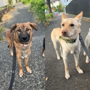 2頭の中型犬の保護犬