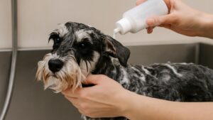 ミニチュアシュナウザー