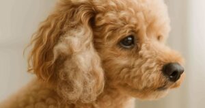 【保存版】犬の毛玉、どうしてできるの？｜毎日のブラッシングで変わるおうちケアのコツ