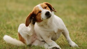 耳を掻いている犬