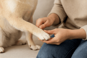 犬の足元をチェックしている飼い主さん