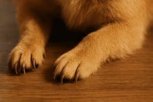 犬の伸びすぎてしまった爪