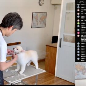 ポメラニアンの顔周りを丁寧にカットするプロトリマーの手元（密着バックヤード配信より）