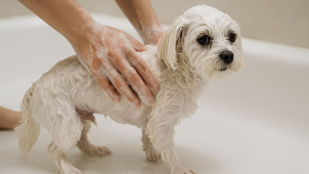 犬の肛門腺絞り