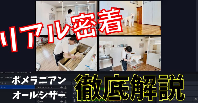 【密着バックヤード】トリミング実況解説｜ポメラニアン編 