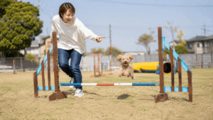日本のドッグスポーツフィールドでトイプードルと飼い主がアジリティを楽しむ様子