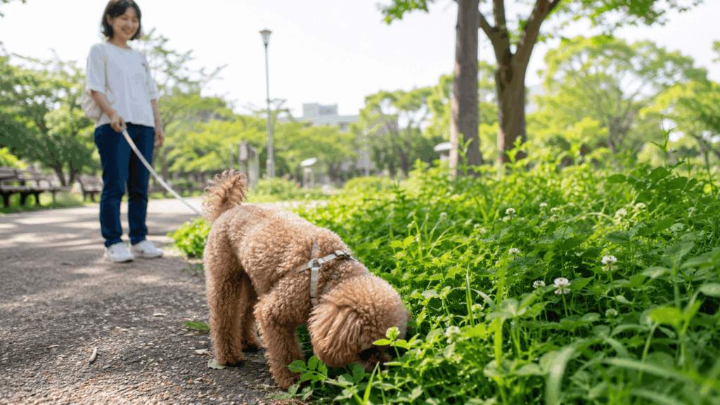 草むらで匂いを嗅ぐトイプードルと見守る飼い主|散歩中に注意したい犬のノミ対策