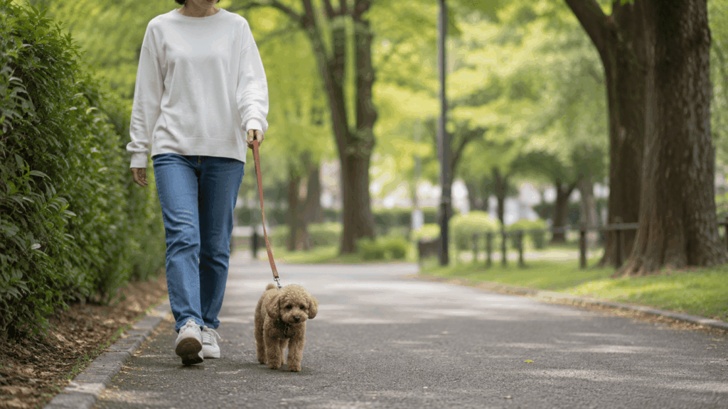日本の公園でいつもの散歩コースを歩くトイプードルと飼い主