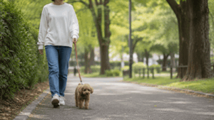 日本の公園でいつもの散歩コースを歩くトイプードルと飼い主