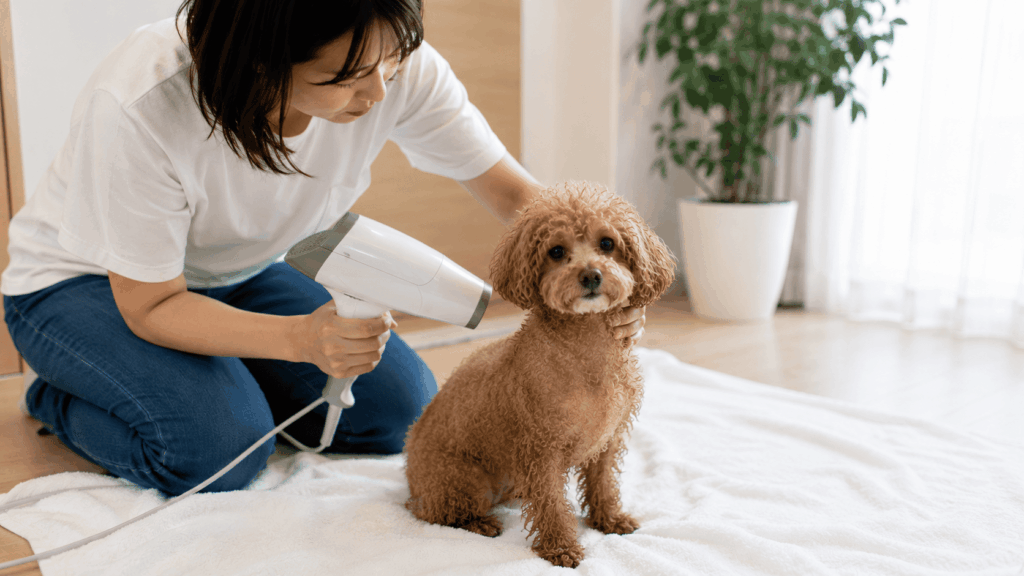 白いタオルの上でトイプードルをドライヤーで乾かす飼い主|ノミ対策を意識した乾燥方法