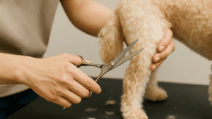 犬の後ろ足の毛をハサミで丁寧にカットしている様子。グルーミング中の手元にフォーカスした画像。