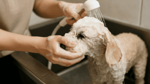 犬の頭を丁寧にシャンプーしている様子。飼い主の手元にフォーカスし、やさしく洗っている瞬間を写した画像。