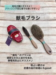 猪毛や豚毛を使った獣毛ブラシ3種類。短毛犬のブラッシングにおすすめ