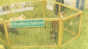 木製の囲いの中に数頭の犬がいる里親会の様子を描いた水彩画。『DogHouse FunFun』の看板が付いている。