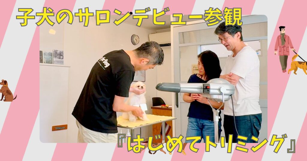 子犬のサロンデビュー参観。飼い主さん夫婦が見守る中、トリマーが白い子犬をトリミング台で優しく扱う様子