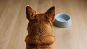 空のフードボウルを見つめる茶色い犬の後ろ姿、木の床の上で穏やかに座る様子