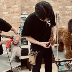 トリマー勉強会で若手スタッフに犬のお手入れを指導する様子