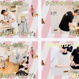 『はじめてトリミング』子犬のサロンドビューデビュー参観の様子をまとめたコラージュ画像。柴犬やプードル、白い子犬などのトリミング体験と飼い主の参観シーン