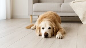 シニア犬が滑らない床のある室内で安心して横になっている様子