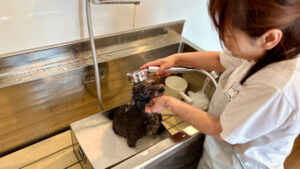 グループホームで暮らすシニアのトイプードルがシャンプーで丁寧に洗われている様子