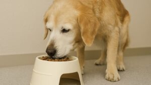 シニア犬が高さ調整されたシニア用フードボウルで食事をしている様子