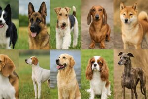 10の犬種区分を代表する犬たち（ボーダー・コリー、ジャーマン・シェパード、ワイヤー・フォックス・テリア、ダックスフンド、柴犬、ビーグル、ポインター、ゴールデン・レトリーバー、キャバリア・キング・チャールズ・スパニエル、ウィペット