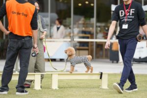 ベンチ状の平均台の上を、ボーダー柄の洋服を着たトイプードルが歩いている。スタッフと飼い主が優しく声をかけている様子。