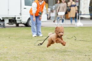 芝生の上を勢いよく走るトイプードル。背後ではオレンジのビブスを着たスタッフが笑顔で見守っている。