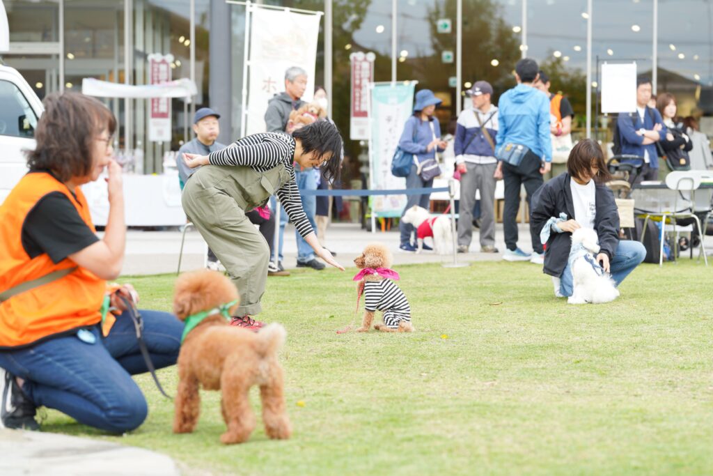 芝生の会場で、トイプードルが「おすわり」の指示に従っている。手前と奥には複数の飼い主と愛犬が並び、トレーニング体験をしている。