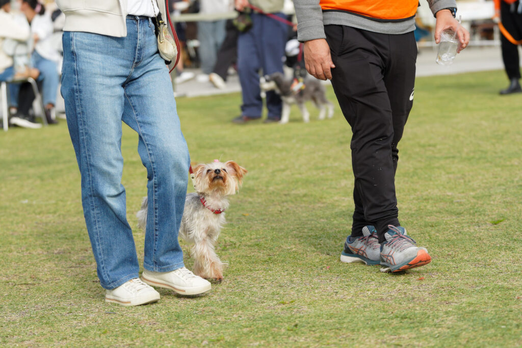 ヨークシャーテリアが飼い主の隣を見上げながら歩いている。飼い主とスタッフが並んで歩く足元を中心に撮影されたトレーニング中の一枚。
