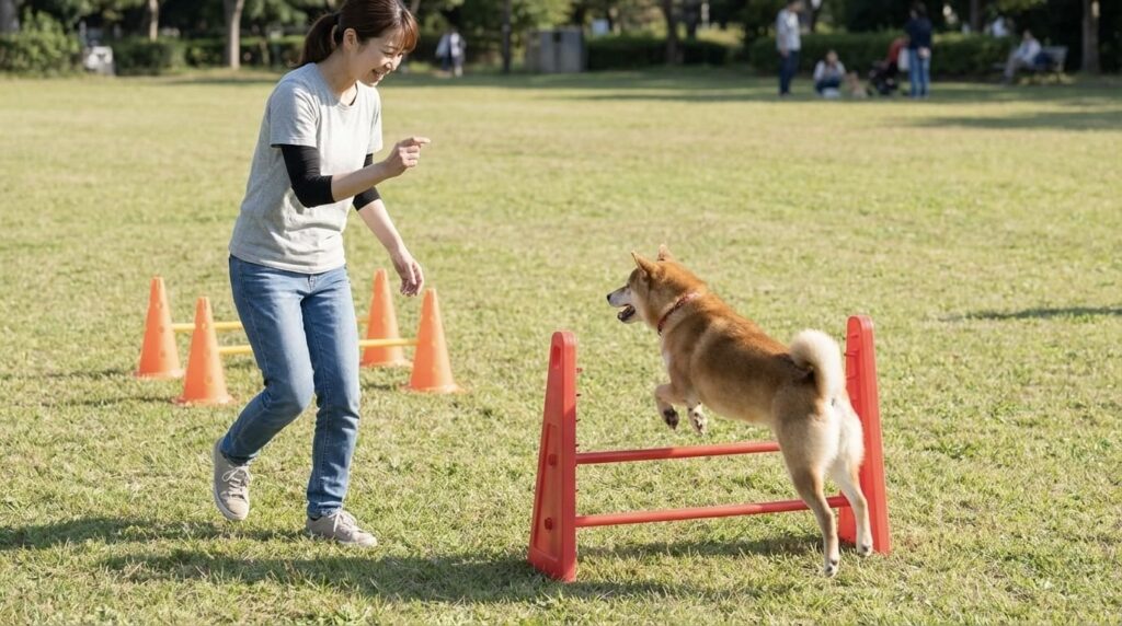 芝生の上で小型犬が低いハードルを越え、飼い主とアイコンタクトを取りながら遊んでいるシーン