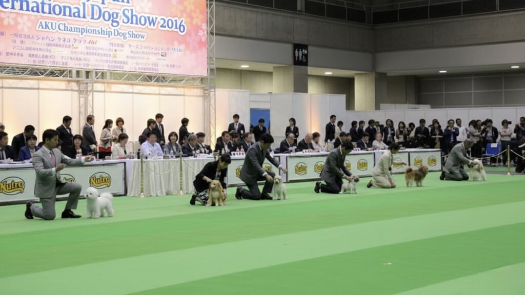 FCIインターナショナルドッグショーの犬種別審査で、複数のショードッグとハンドラーが並ぶリングの様子