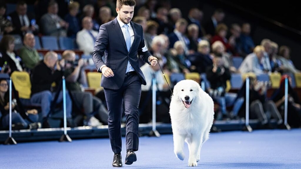 FCIインターナショナルドッグショーのリンク内で、ハンドラーとともに自然な歩様を見せるショードッグ