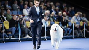 FCIインターナショナルドッグショーのリンク内で、ハンドラーとともに自然な歩様を見せるショードッグ