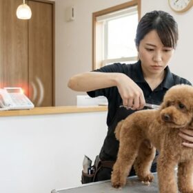 トリミングサロンで作業中のトリマーと犬、電話対応が難しい現場の様子