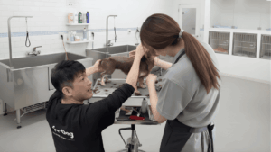 トリミングサロンの明るい施術室で、トリミングテーブルに立つ小型犬を前に、男性トリマーが指導しながら女性スタッフがカットを行っている様子。背後にはシンクやケージが並び、清潔感のある環境が整っている。