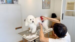 ペット用バリカン 使い方｜刃を地肌に並行に寝かせて背中を刈る基本姿勢