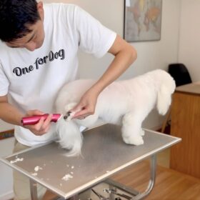 ペット用バリカン 使い方｜足裏を持ち上げ逆目で刈っている正しい方向