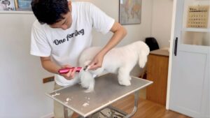 ペット用バリカン 使い方｜足裏を持ち上げ逆目で刈っている正しい方向