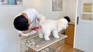 ペット用バリカン 使い方｜同じ場所を重ねながら丁寧に整えている様子