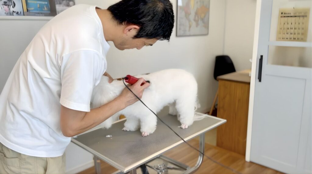 ペット用バリカン 使い方|白い小型犬の胴体を順目で並行に刈っている様子