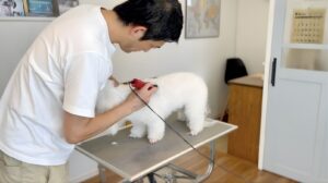 ペット用バリカン 使い方｜白い小型犬の胴体を順目で並行に刈っている様子
