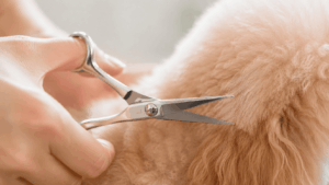 トリミングシザーの刃先だけを使い、犬の毛先を丁寧に少量カットしている超寄りの描写。皮膚から距離を保ちながら安全に整えている様子が伝わる、繊細で清潔感のあるカット。