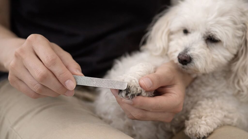 犬の爪ヤスリで爪を整えている飼い主の手元