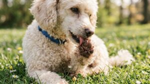 犬 花粉症の症状で足先を舐める様子