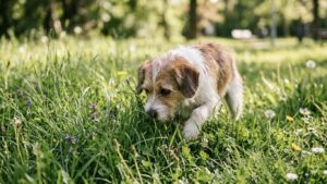春の草むらでクン活する犬 花粉付着のイメージ