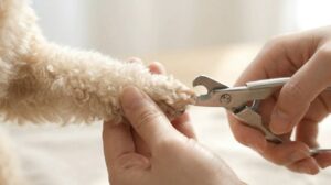 犬の爪をギロチンタイプの爪切りでカットしている様子