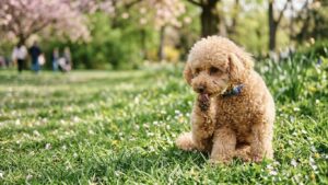 犬 花粉症の症状で足を舐める様子 春のイメージ