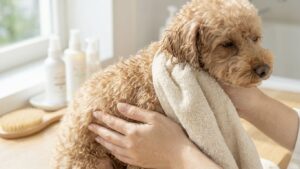 吸水タオルで犬の体の水分をしっかり拭き取っている様子